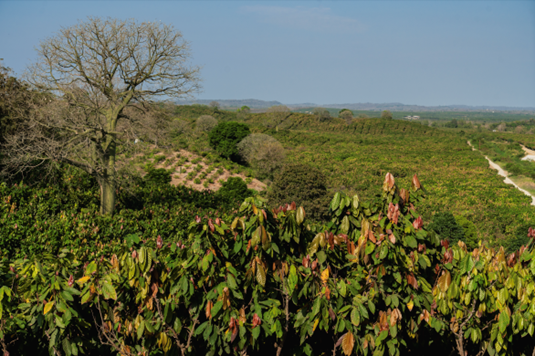 Cocoa Farm