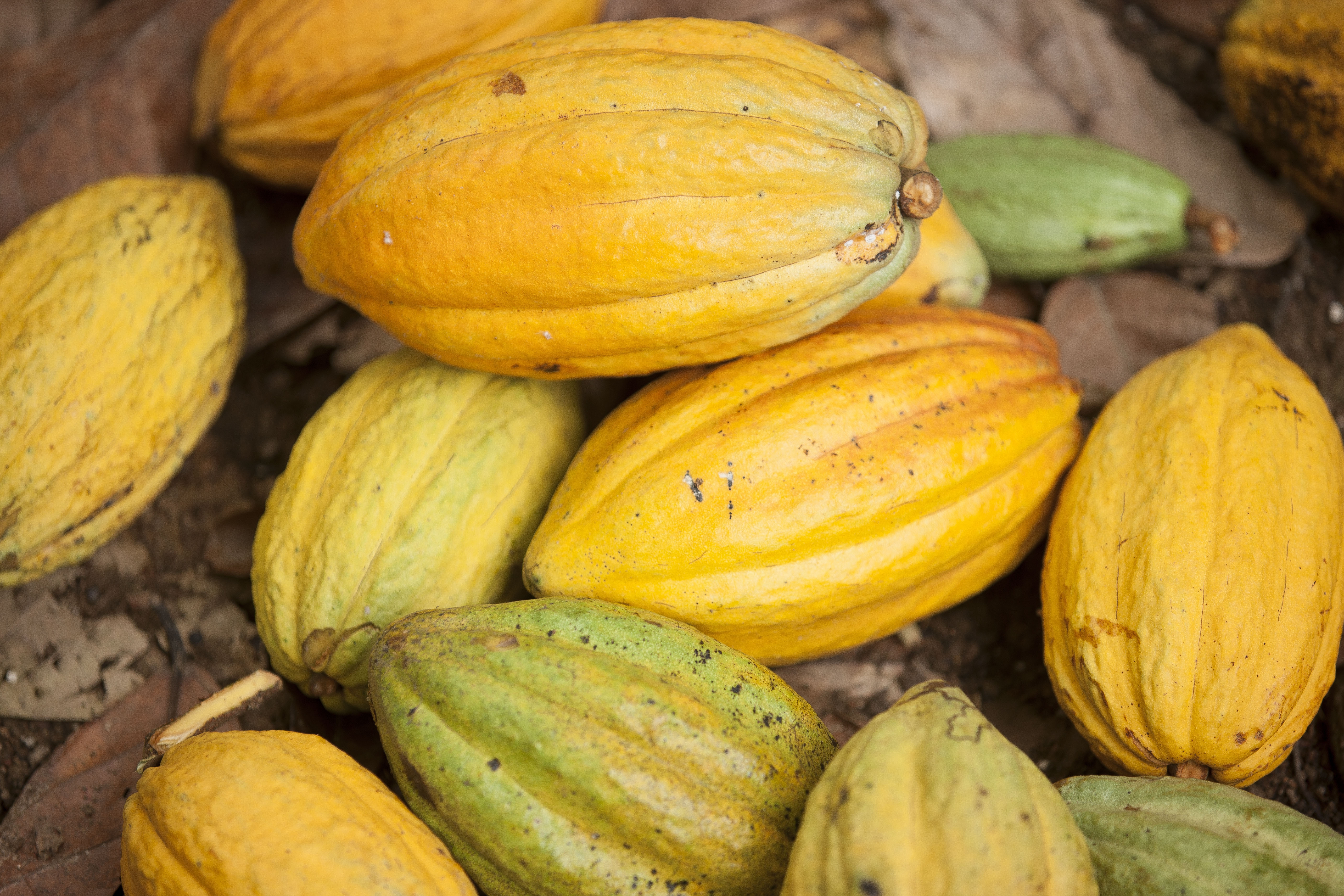 Cocoa Bean Harvest Côte d'Ivoire