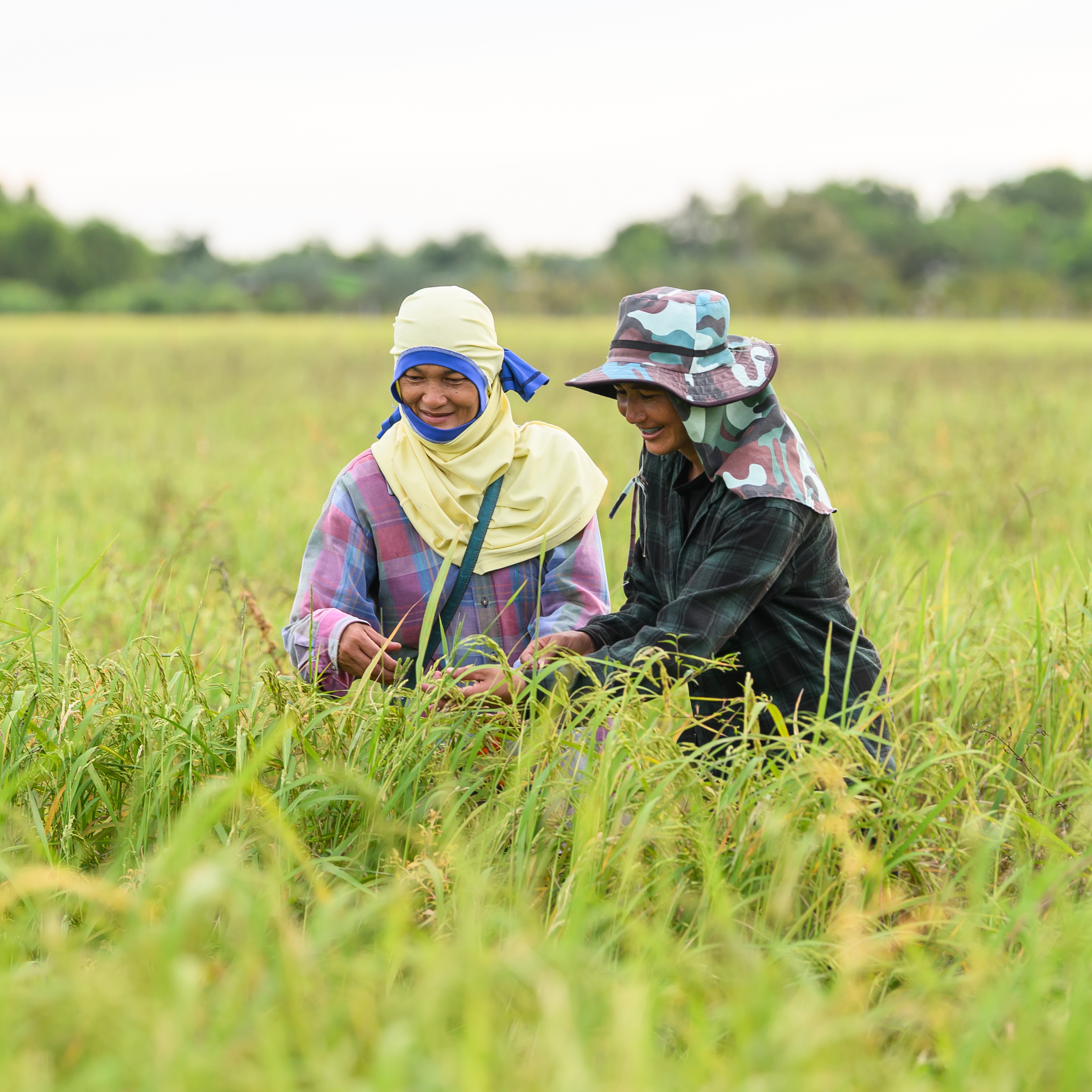 Rice farmers in Thailand