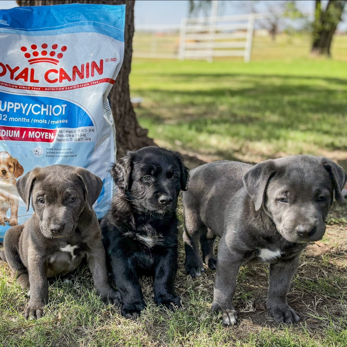 Puppies sitting in front of a bag of Royal Canin pet food