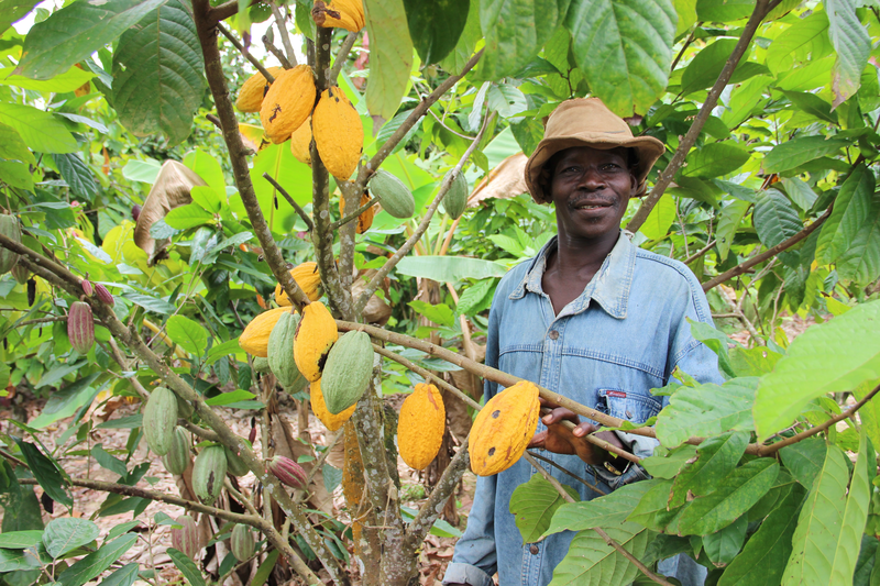 Mars Sustainability – Thriving People – Supply chain – Cocoa Harvest -- Cote d'Ivoire (5)