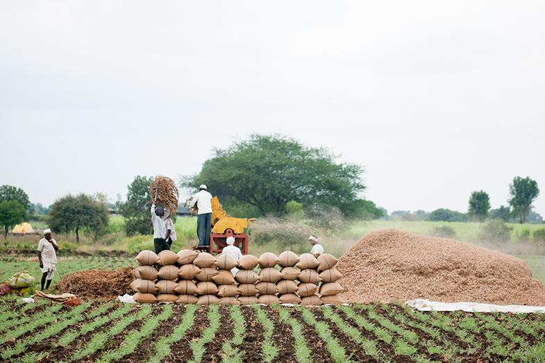 Farmers in a field