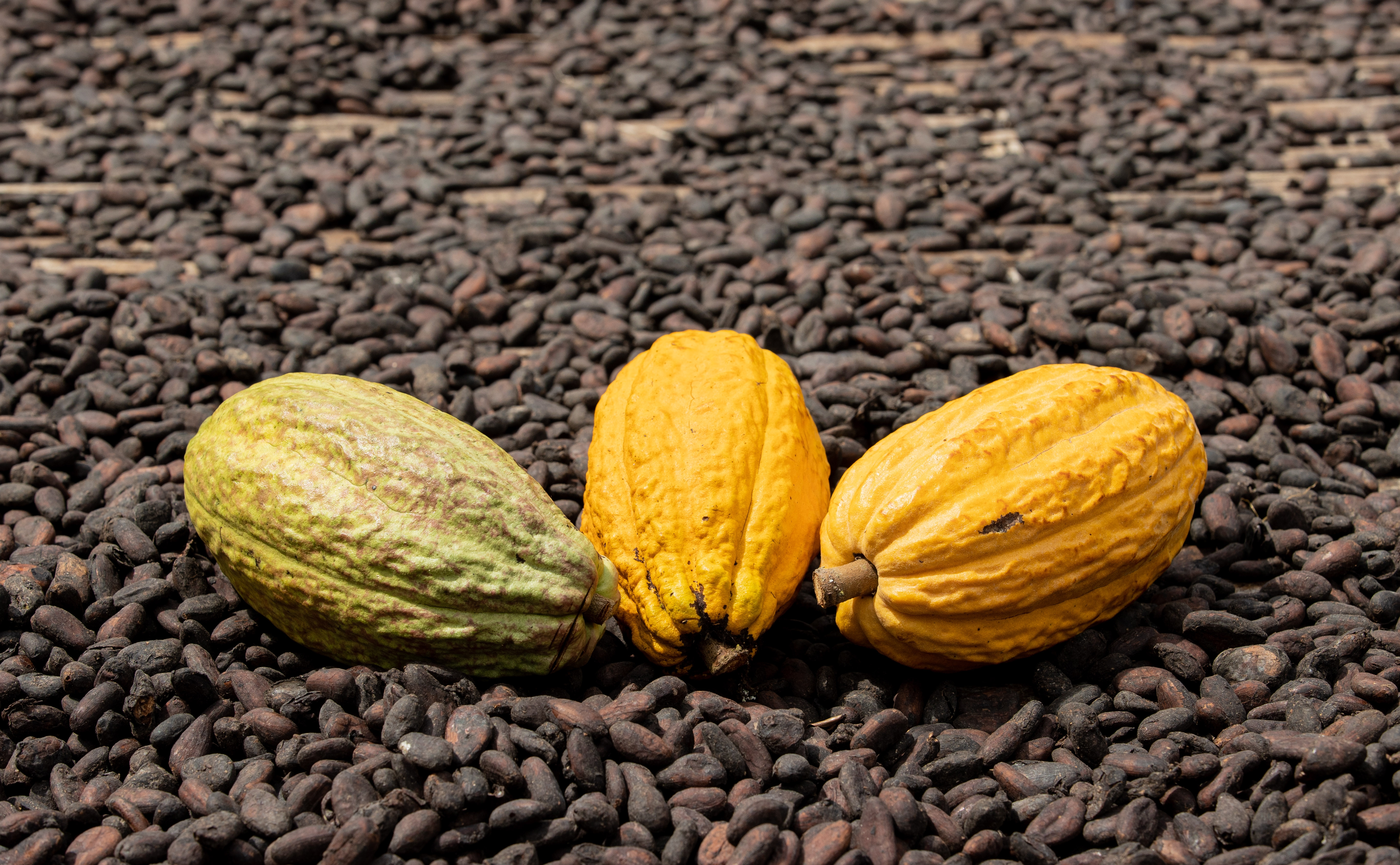 Three cocoa beans