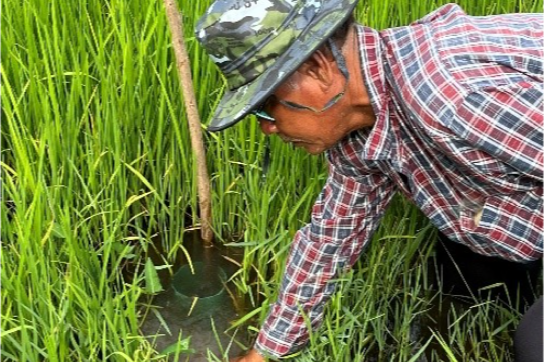 Rice farmer in the field