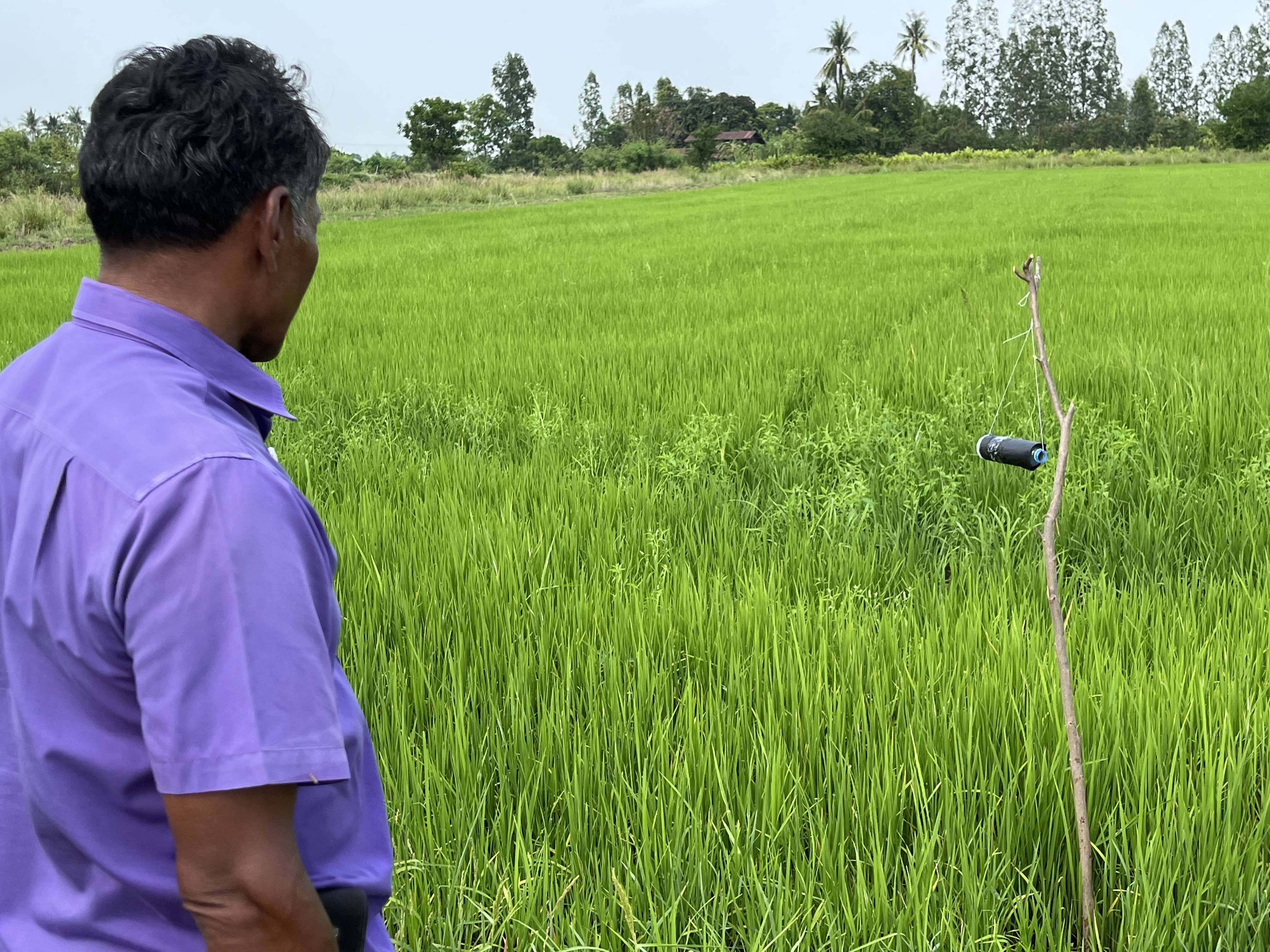 The SARI program works with farmers in Thailand
