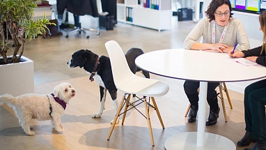 10 Years of Pet-Friendly Offices - Hero Image - cropped.jpg