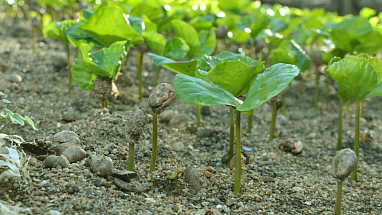 Young coffee plants sprouting