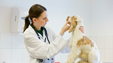 Veterinarian examining a dog