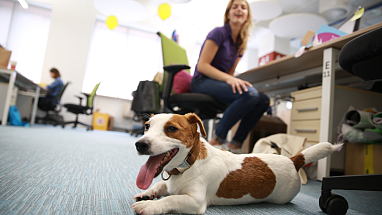 A dog relaxing at Banfield Pet Hospital