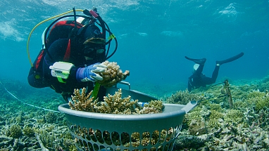 A scuba diver gathers a piece of coral to help restore the the world's vital coral reefs.