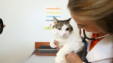 cat with vet.