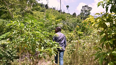 Cocoa and Forests Initiative 2020 Progress Update