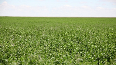 Food Safety Coalition kicks off ahead of UN Food Systems Summit