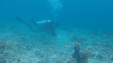 Mars Associates working to rehab a coral reef in Indonesia. 