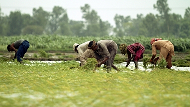 Farmers working in the fields.