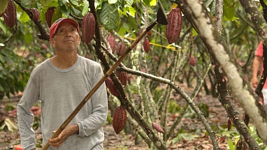 Farmer harvests cocoa. 