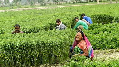 Thriving people mint farming India