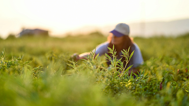 Farmer sitting in a field and tending to tomato plants