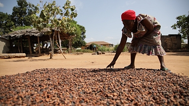 Cocoa farmer outside in the sun with a large organized pile of cacao beans