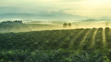 Palm oil farm with rows of palm trees.
