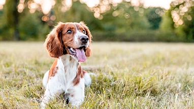 Cannabidiol use in healthy dogs