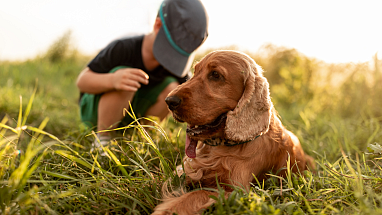 A child and a dog sitting in a field 