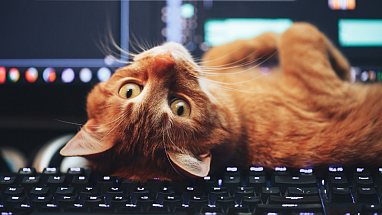 Cat lounging on a computer keyboard