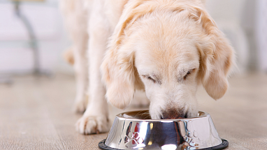 Puppy eating out of a bowl
