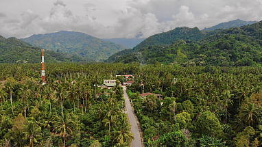 Photo of a jungle with buildings and hills in the background