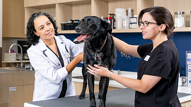Veterinarians examining a dog