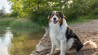 English Shepherd dog sitting next to a lake