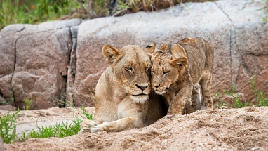Gemeinsam Arten schützen: The Lion's Share Fund