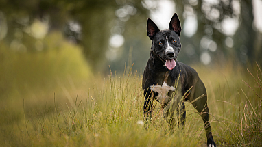 Max (Misouv Photography - Charlotte Courtin)