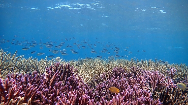 A healthy coral reef in Sulawesi, Indonesia