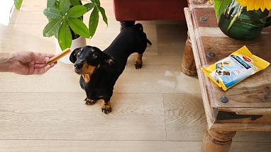 Innowacyjne rozwiązania dla zdrowia zębów i dziąseł psów