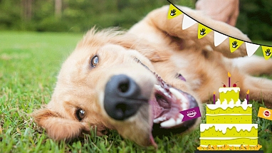 vier een dier met de dierenbescherming en mars petcare