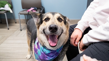 A dog at BluePearl Pet Hospital