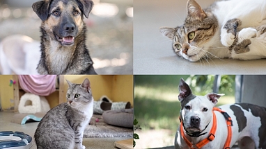 Hunde und Katzen warten im Tierschutzhaus auf die Adoption