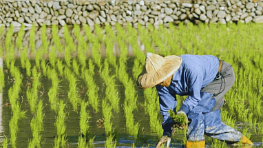 Rice farmer in a field