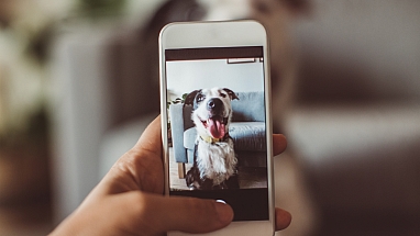 Hands holding a smartphone, taking a photo of a dog 