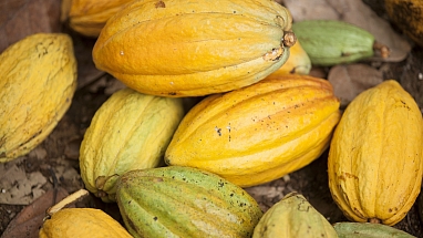 Cocoa Bean Harvest Côte d'Ivoire