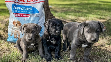 Puppies sitting in front of a bag of Royal Canin pet food