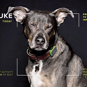 10,000 Dogs Teaching Humans New Tricks - Hero Image - cropped_0.jpg