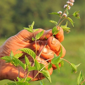 Mint in a hand