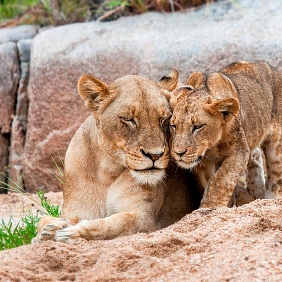 Pair of Lions