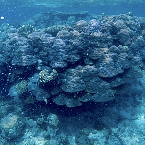 Coral in the ocean.