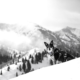 Jesień i zima z perspektywy czterech łap