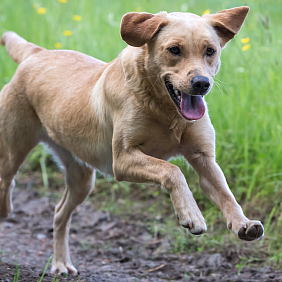 Dog running outside in a grassy field.