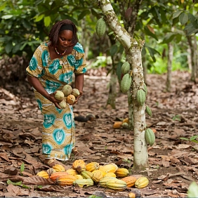Women farmers harvesting cocoa pods in the rainforest