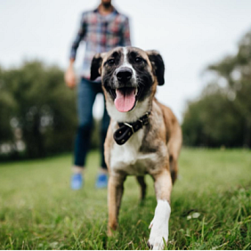 Bild Better Cities for Pets